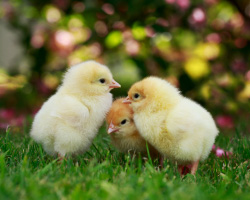 Three chicks in green grass.