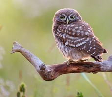 A northern pigmy owl perched on a branch